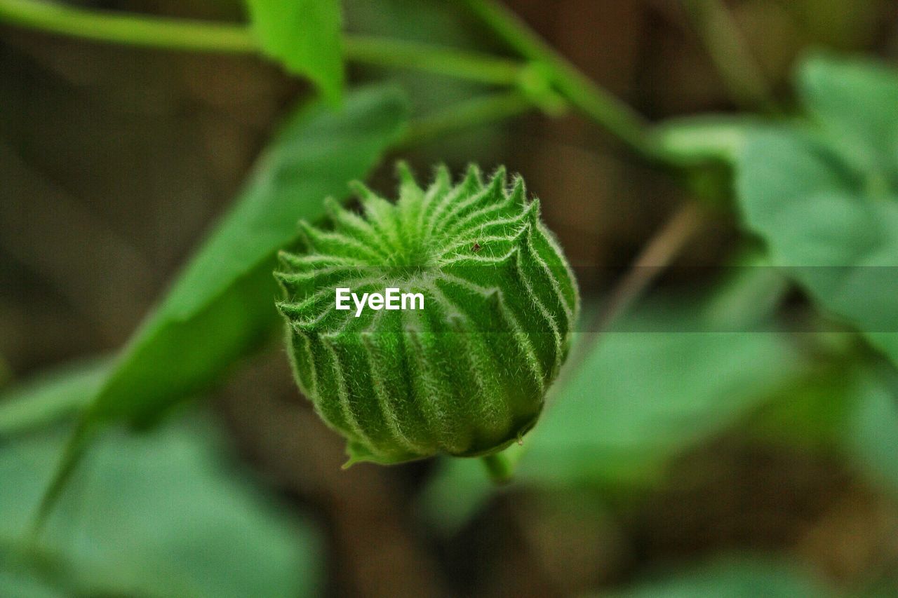 Close-up of plant