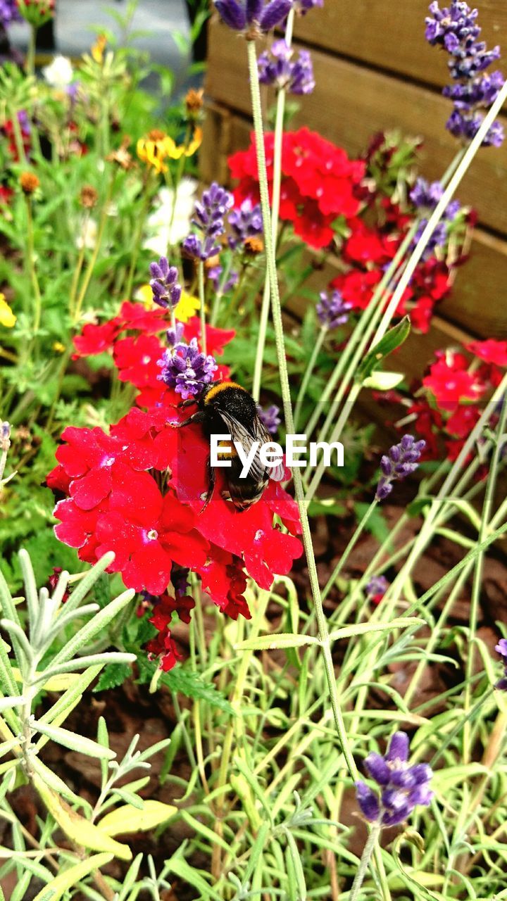 CLOSE-UP OF RED FLOWERS BLOOMING ON FIELD