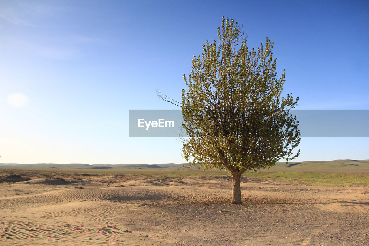 landscape, sky, environment, plant, natural environment, land, nature, scenics - nature, tree, desert, horizon, beauty in nature, blue, no people, tranquility, clear sky, horizon over land, non-urban scene, sunlight, field, climate, prairie, tranquil scene, outdoors, semi-arid, arid climate, dry, plain, remote, sunny, day, grassland, single tree, soil, grass, rural scene, hill, travel, sand, growth, cloud