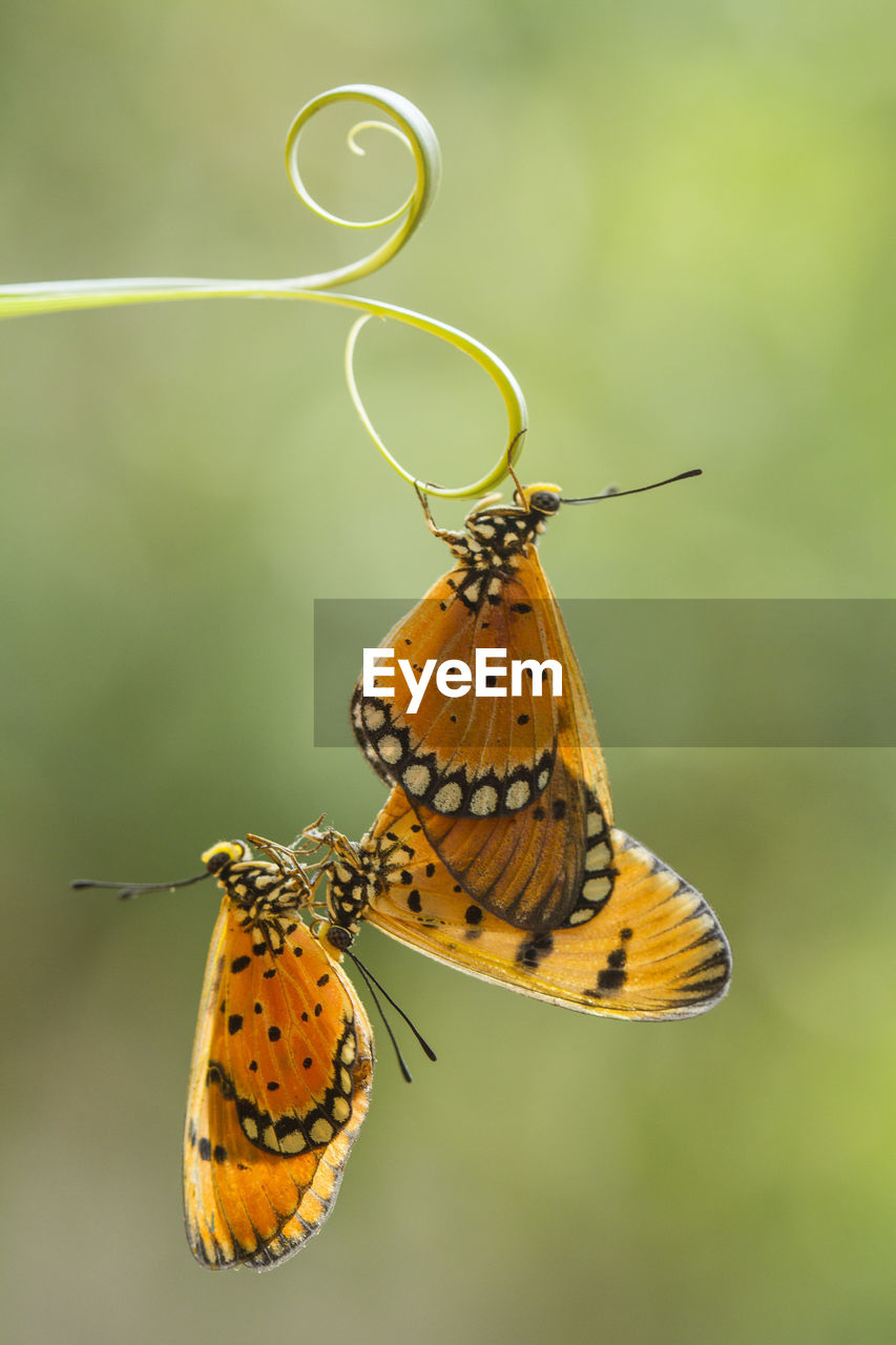 Close-up of butterflies on plant stem