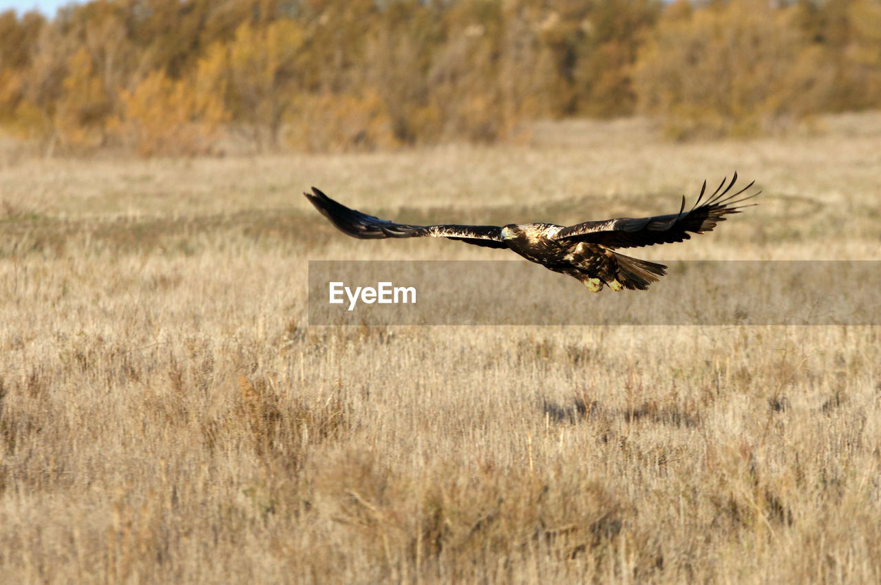 SIDE VIEW OF A BIRD FLYING OVER FIELD