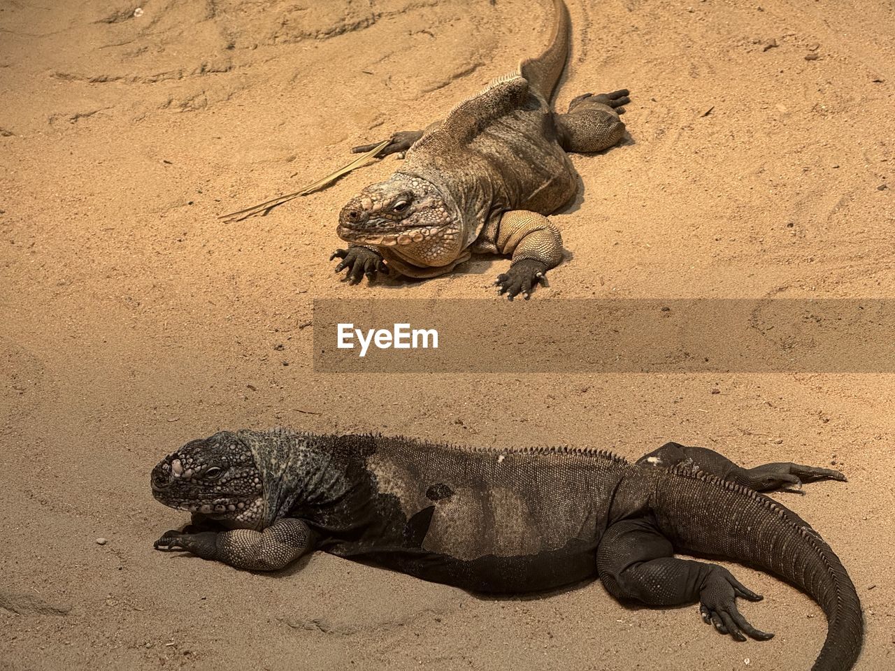 animal themes, animal, animal wildlife, reptile, wildlife, sand, land, nature, lizard, one animal, no people, outdoors