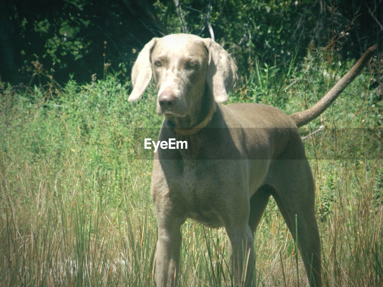 DOG STANDING ON GRASSY FIELD