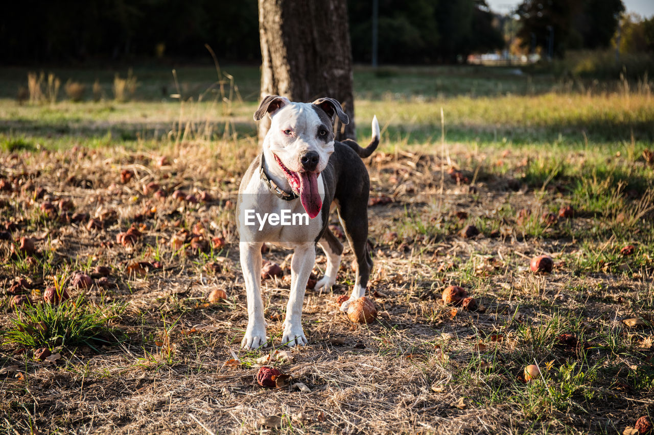 PORTRAIT OF DOG ON FIELD