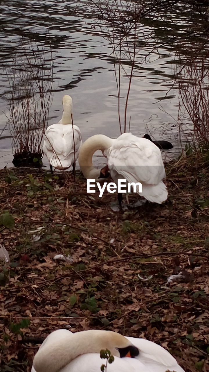 SWAN ON LAKE SHORE