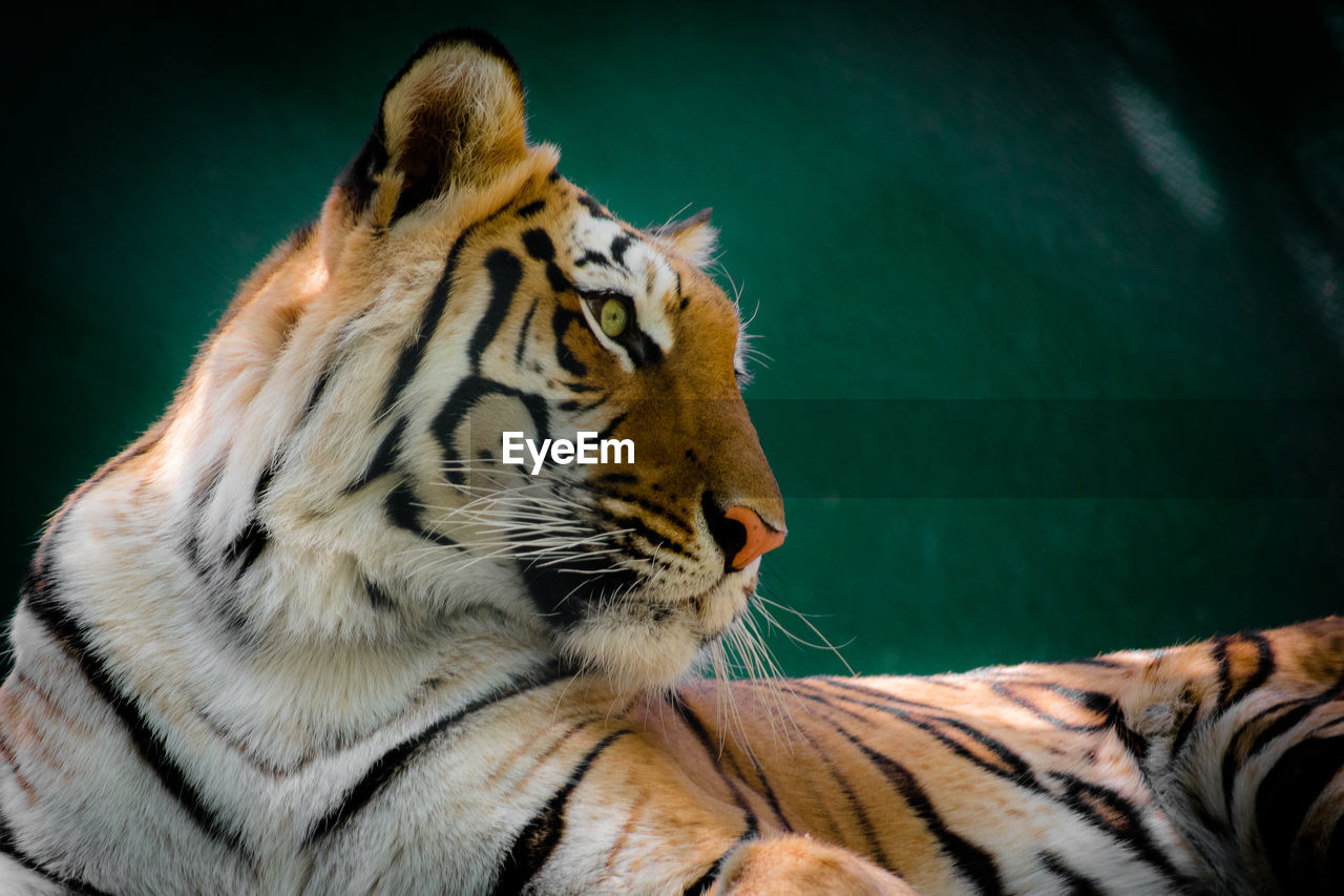 CLOSE-UP OF CAT IN ZOO