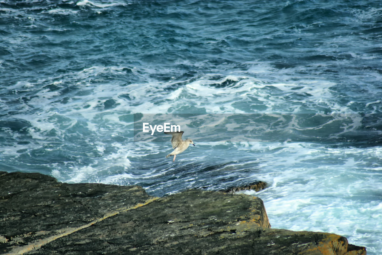 High angle view of bird flying over sea