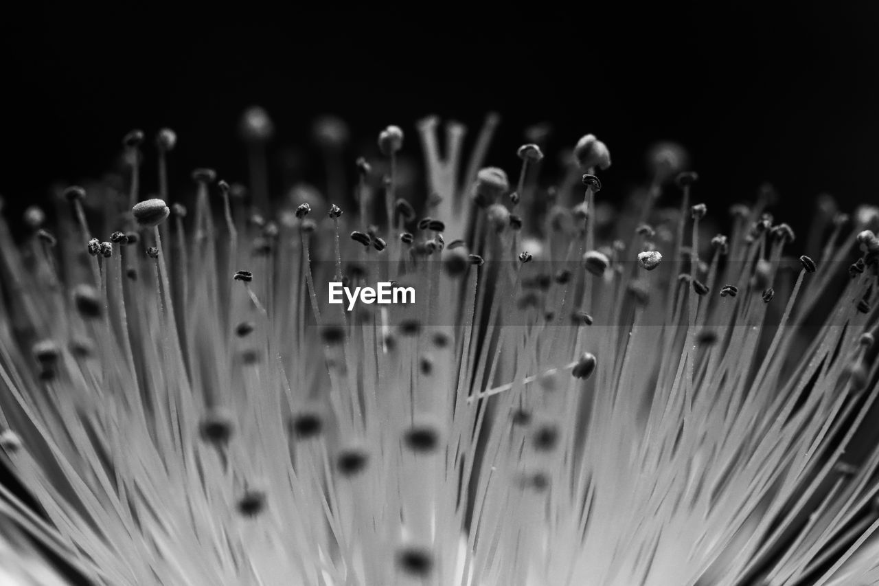 Close-up of dandelion against black background