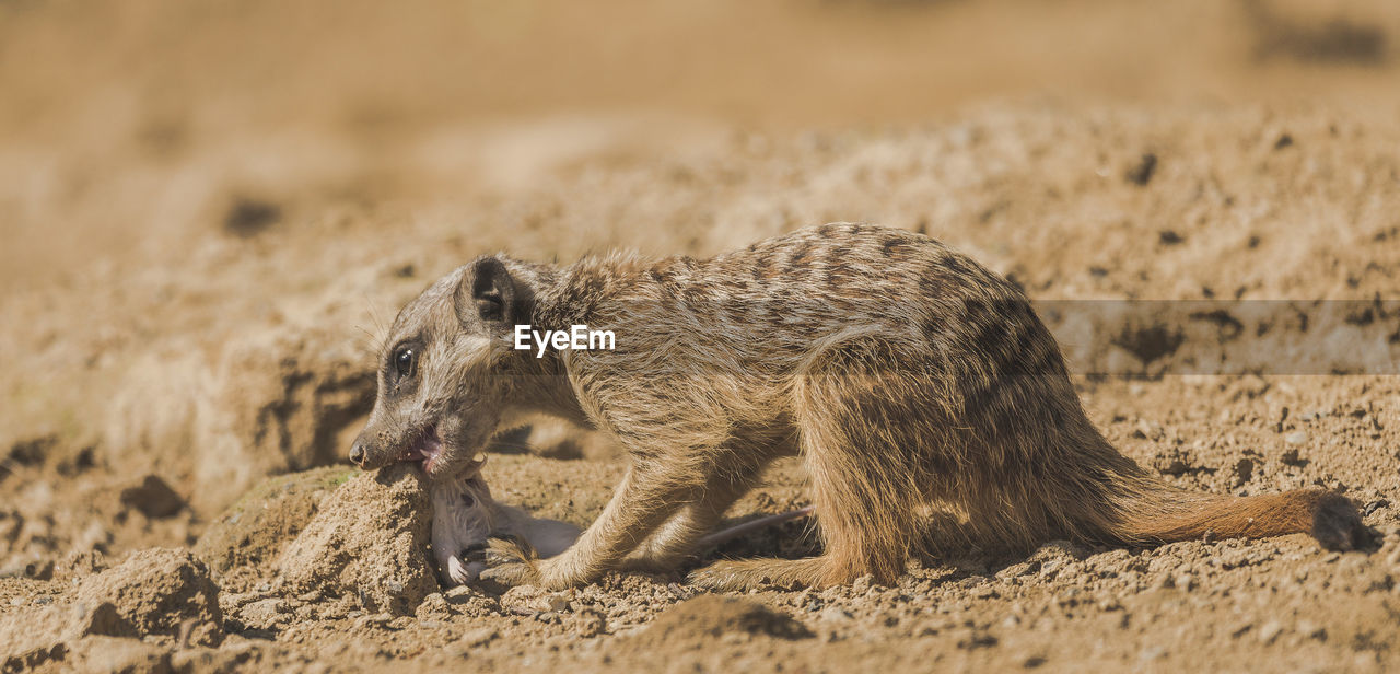 Close-up of a meerkat eating