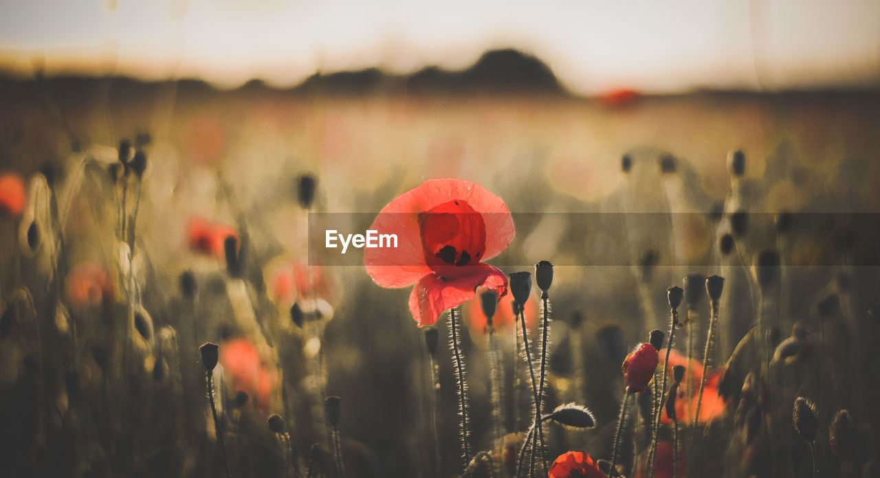 Close-up of poppies blooming on field against sky during sunset