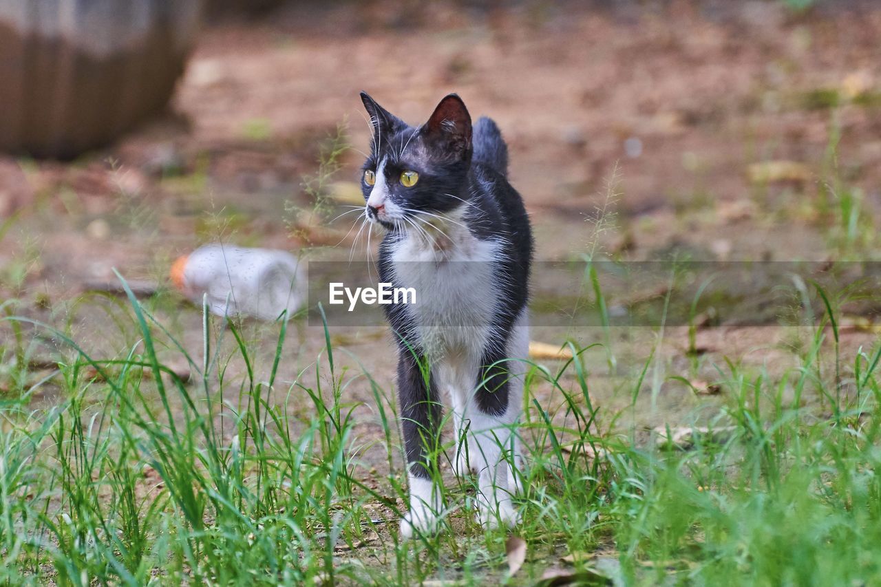 animal, animal themes, mammal, cat, one animal, pet, grass, domestic animals, domestic cat, feline, plant, whiskers, portrait, no people, nature, small to medium-sized cats, wildlife, land, cute, young animal, kitten, looking at camera, animal hair, outdoors, field, selective focus, felidae