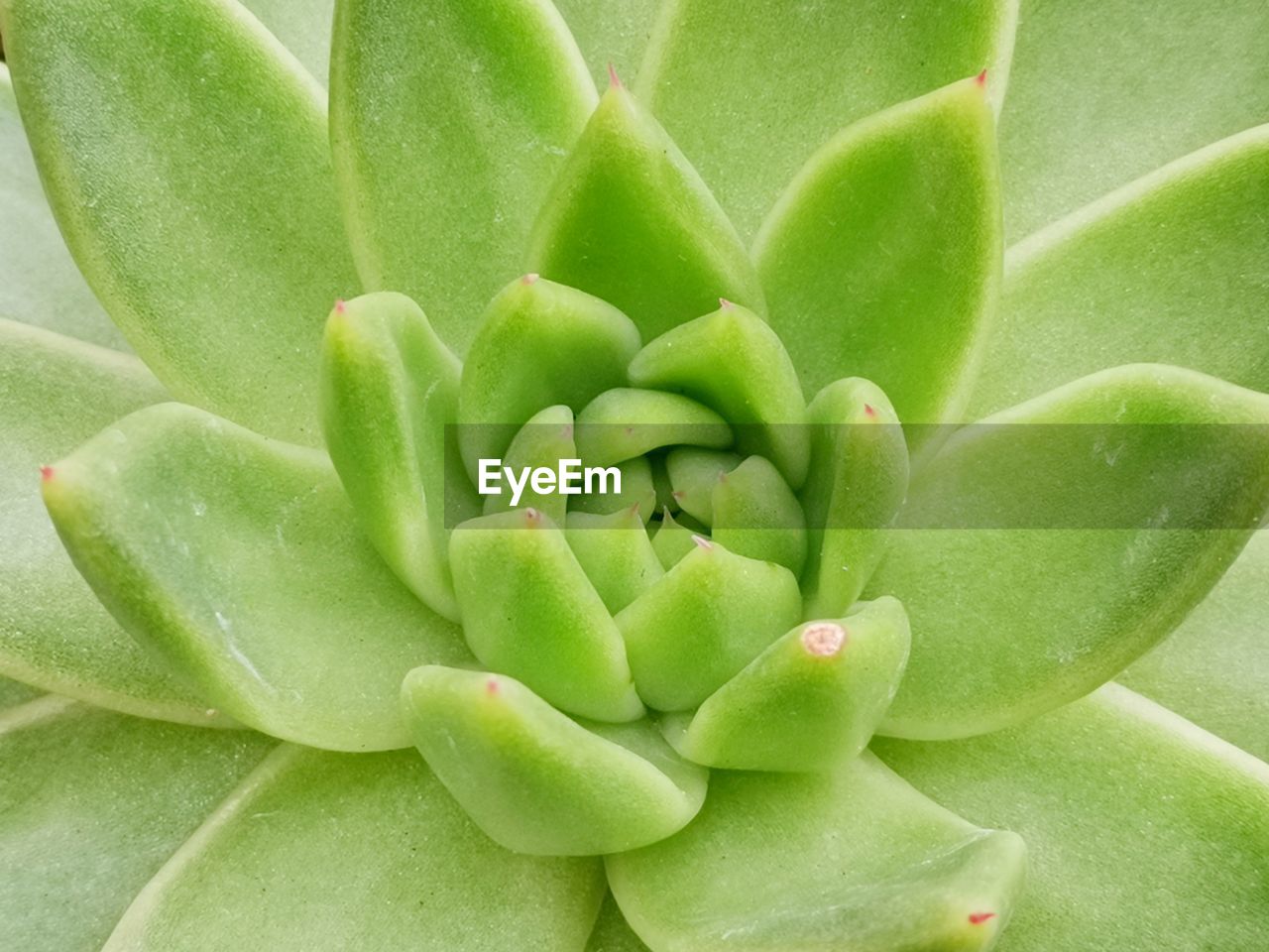 Full frame shot of succulent plant