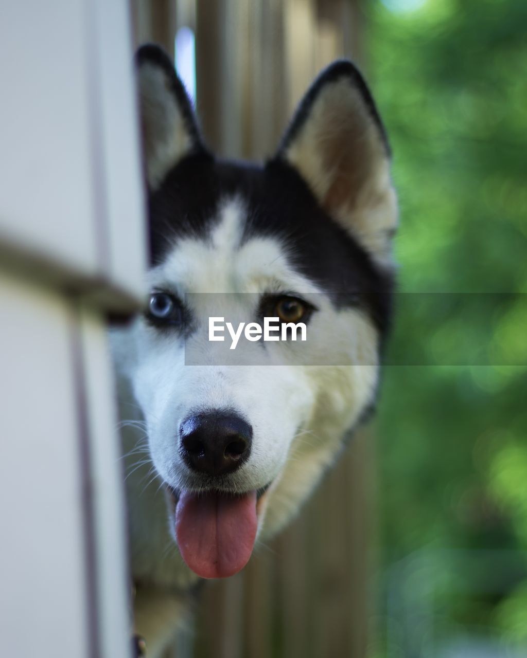 CLOSE-UP PORTRAIT OF A DOG