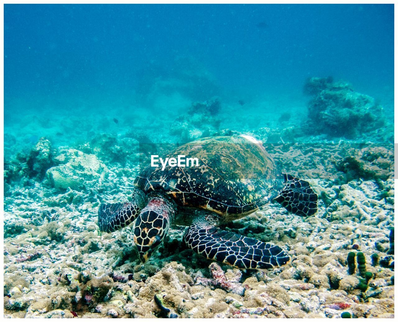 TURTLE SWIMMING IN SEA AGAINST BLUE SKY