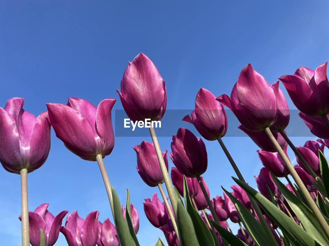 flower, plant, flowering plant, beauty in nature, freshness, pink, nature, tulip, petal, sky, close-up, growth, fragility, blue, flower head, purple, inflorescence, no people, springtime, clear sky, plant stem, blossom, outdoors, magenta, vibrant color, day, bud, multi colored, botany, sunlight, leaf, red