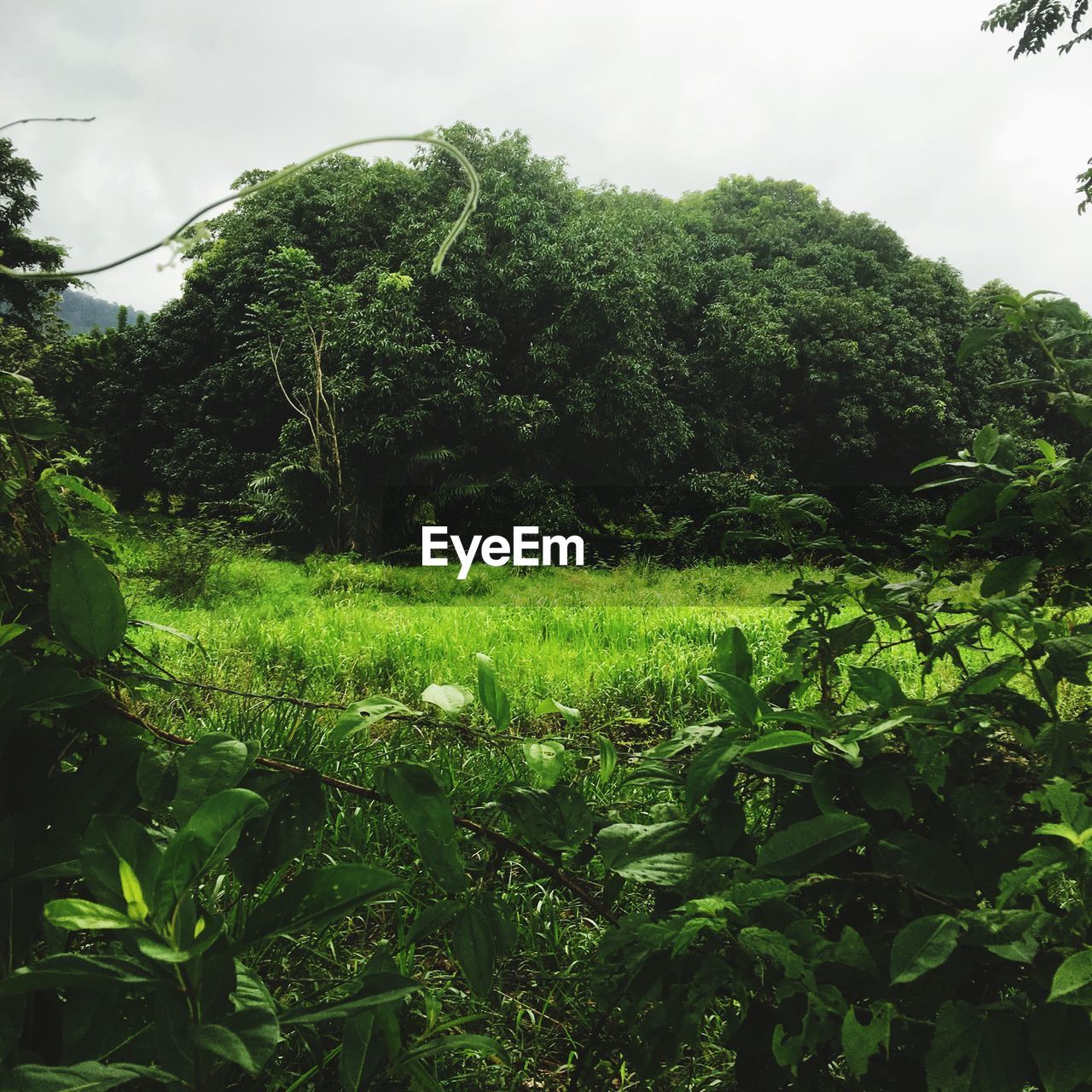 TREES AND PLANTS ON FIELD