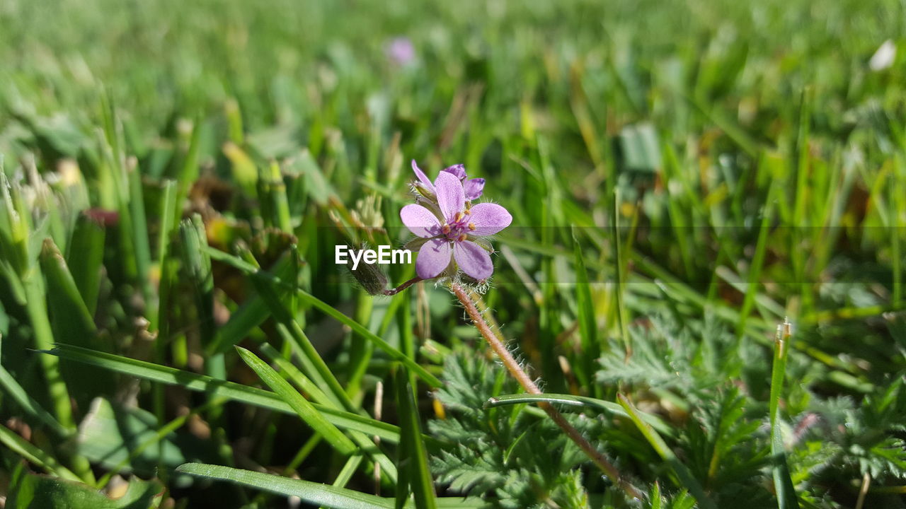 CLOSE-UP OF FLOWERS BLOOMING IN FIELD