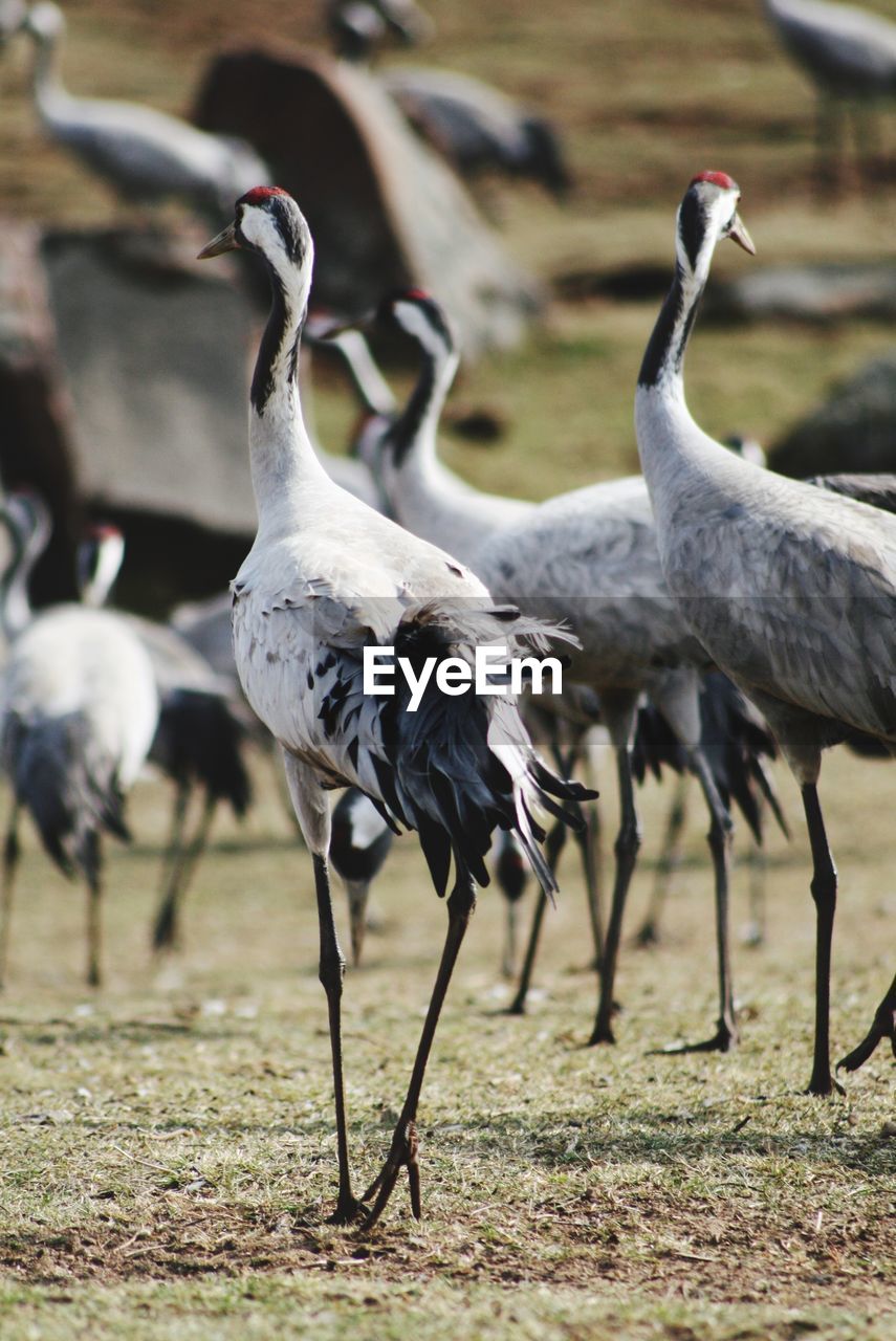 FLOCK OF BIRDS ON LAND