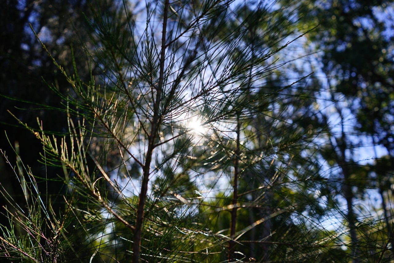 LOW ANGLE VIEW OF TREES AGAINST BRIGHT SUN