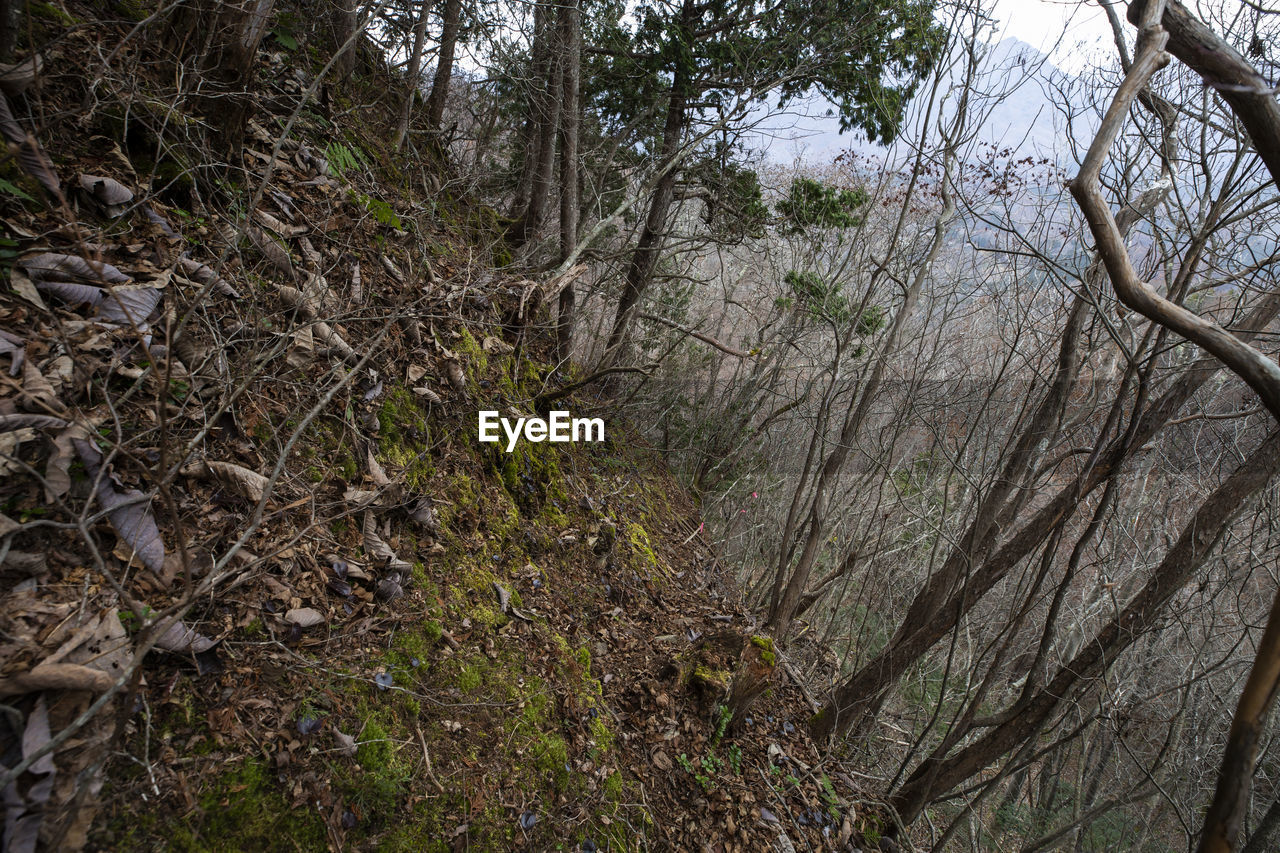 LOW ANGLE VIEW OF TREES GROWING ON FOREST