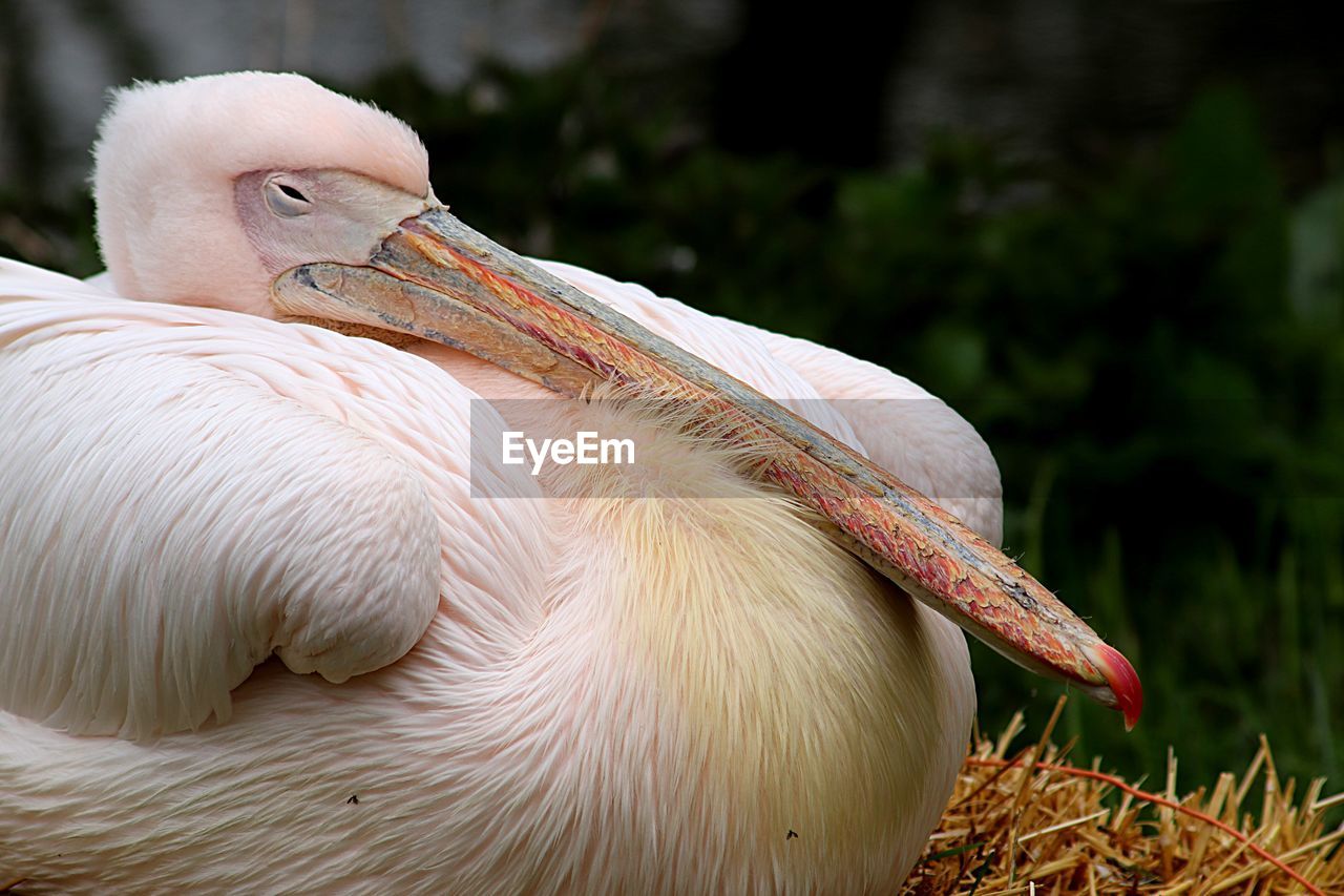 CLOSE-UP OF WHITE BIRD