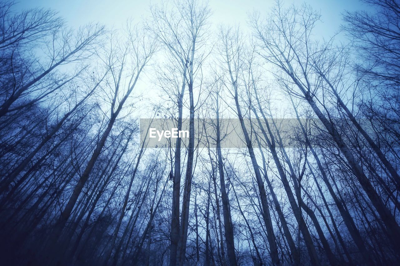 LOW ANGLE VIEW OF BARE TREES AGAINST SKY