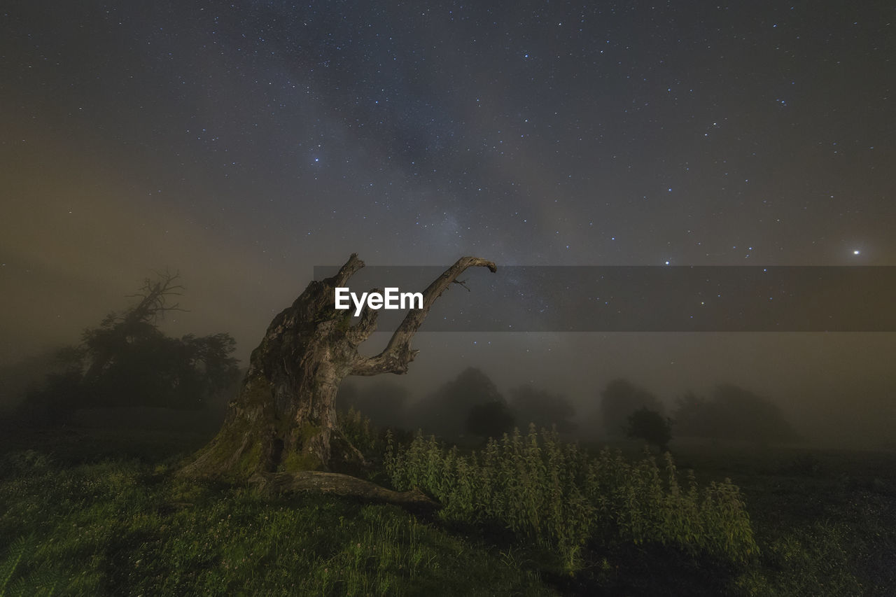 Plants growing on landscape against star field at night