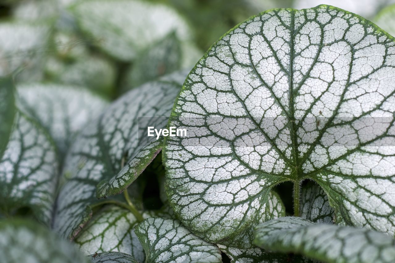 Close-up of plant