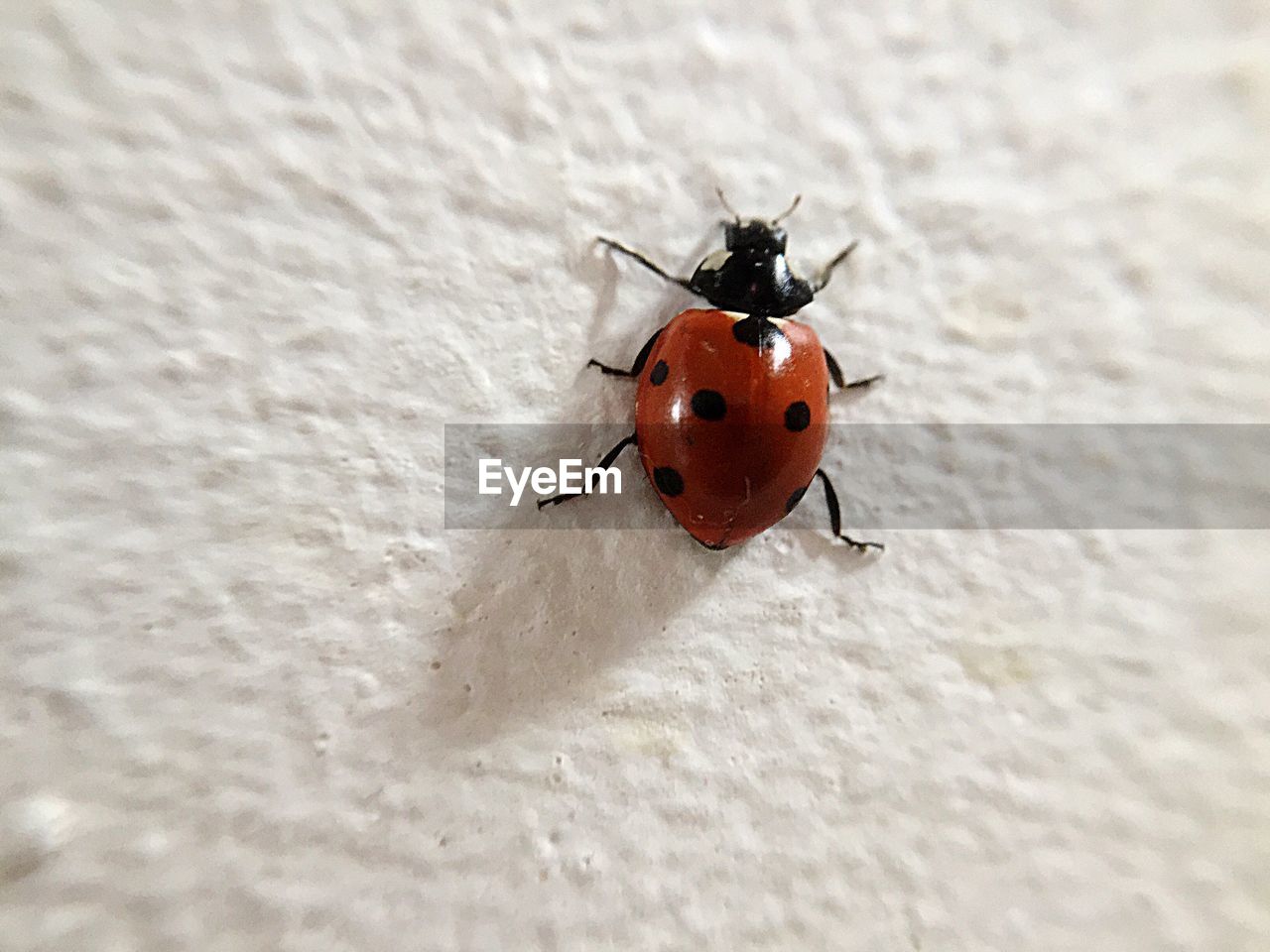 MACRO SHOT OF LADYBUG