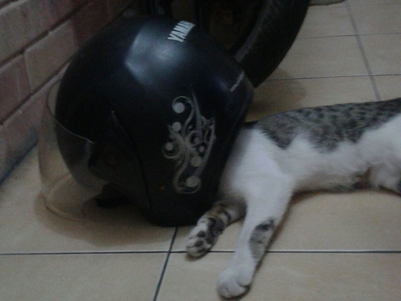 TWO CATS SLEEPING ON FLOOR