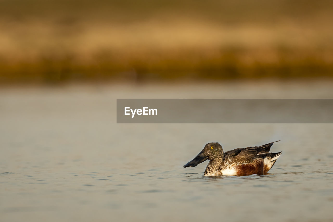 SIDE VIEW OF A BIRD ON A LAKE