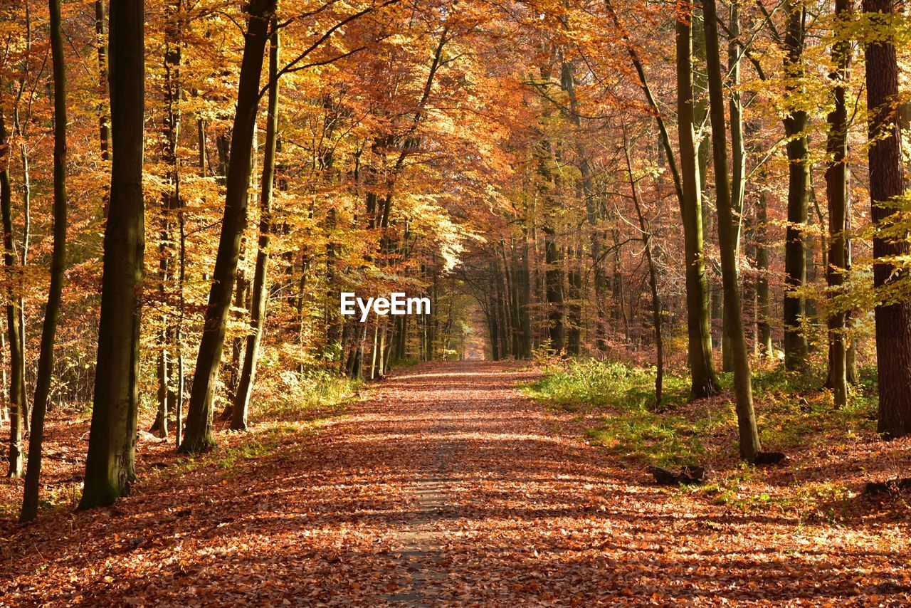 Empty road along trees in forest