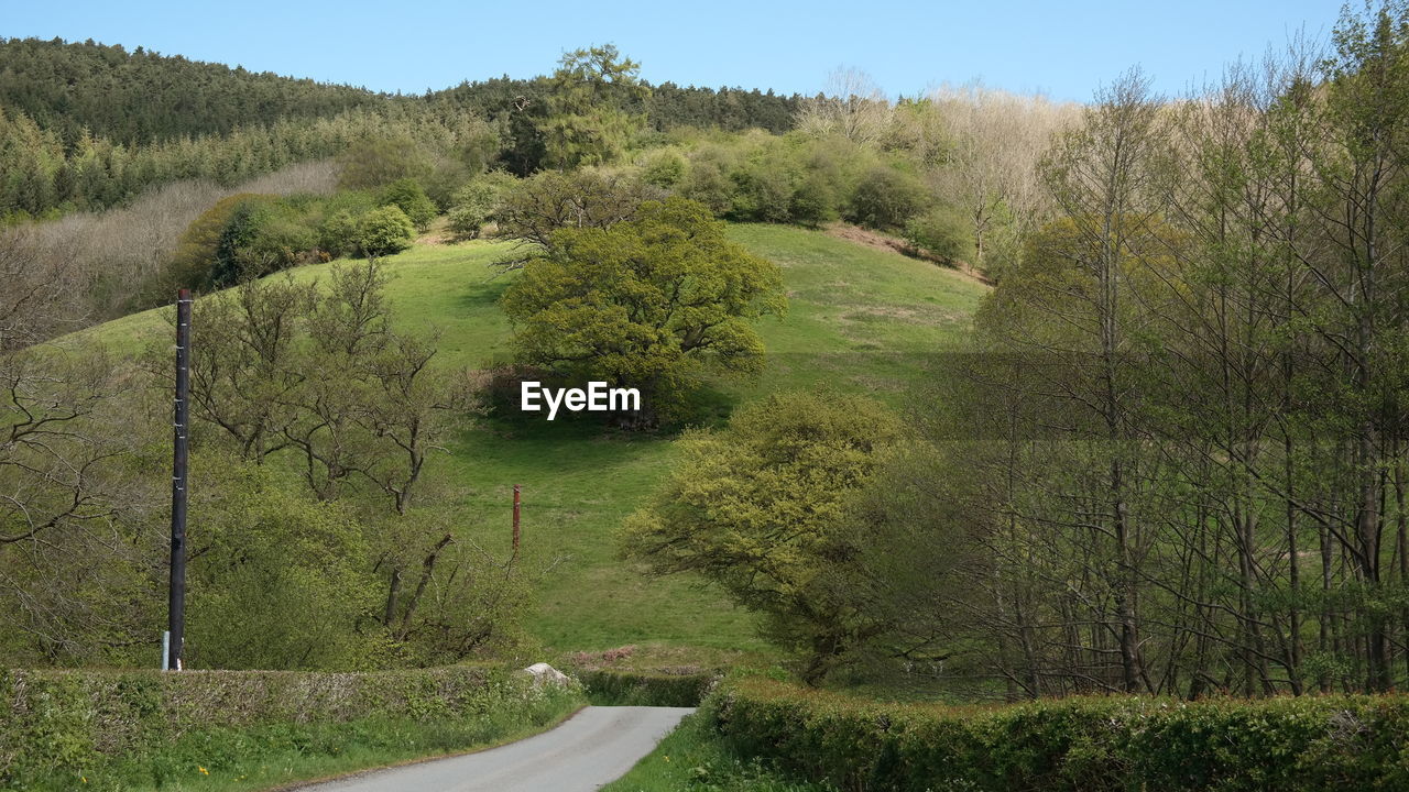 Road amidst trees on field