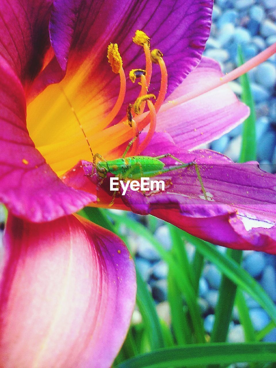 CLOSE-UP OF PURPLE FLOWER