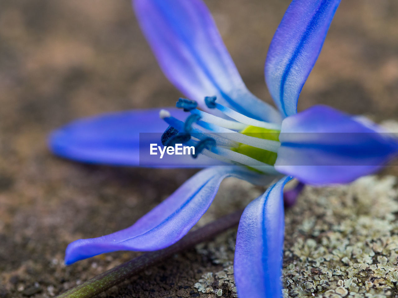 CLOSE-UP OF BLUE FLOWER IN SUNLIGHT