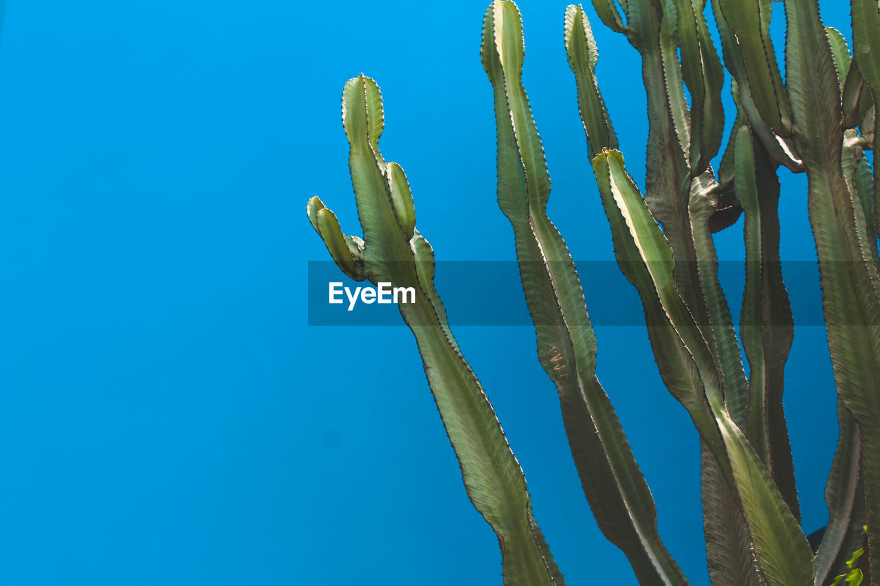 LOW ANGLE VIEW OF CACTUS AGAINST CLEAR SKY