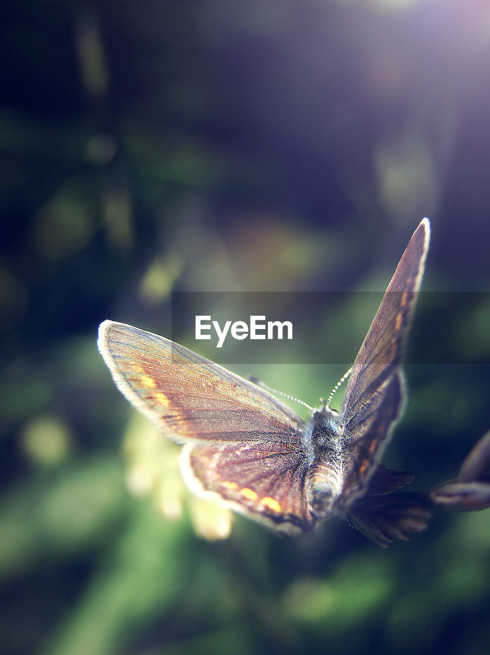 BUTTERFLY ON LEAF