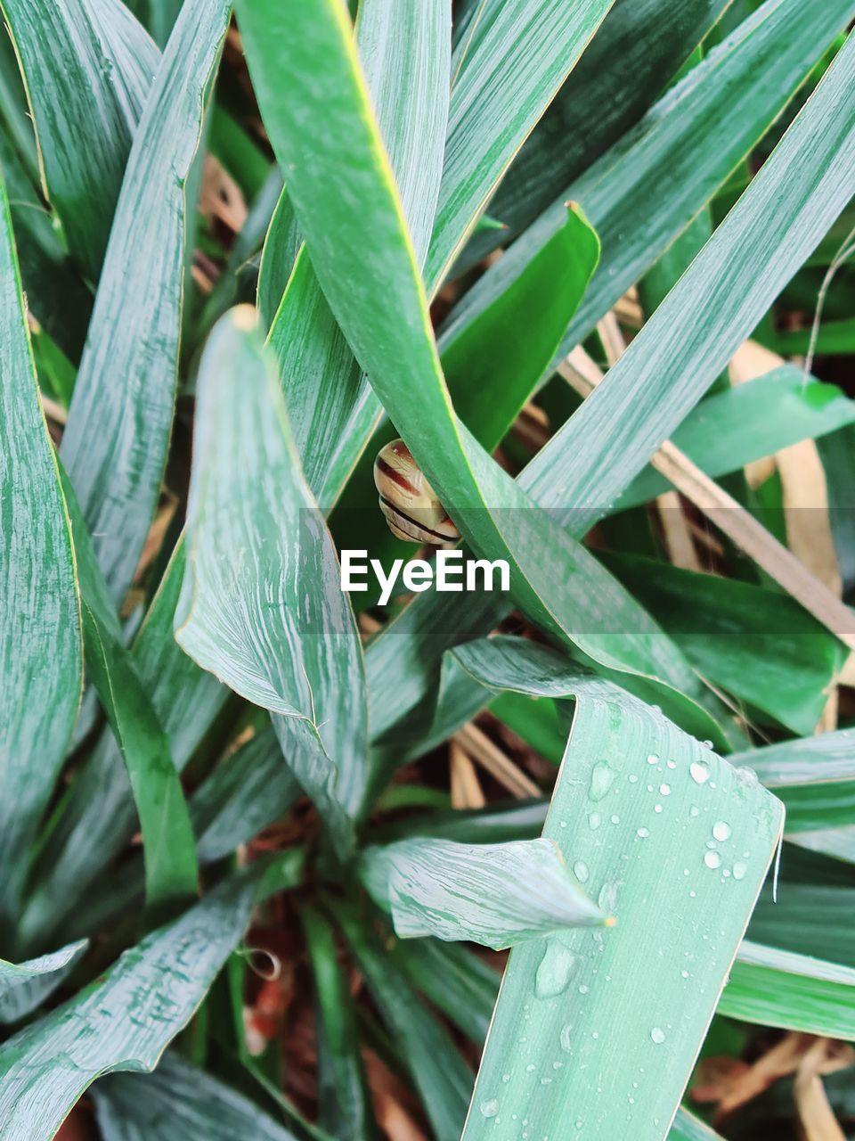 HIGH ANGLE VIEW OF GREEN LEAVES ON PLANT