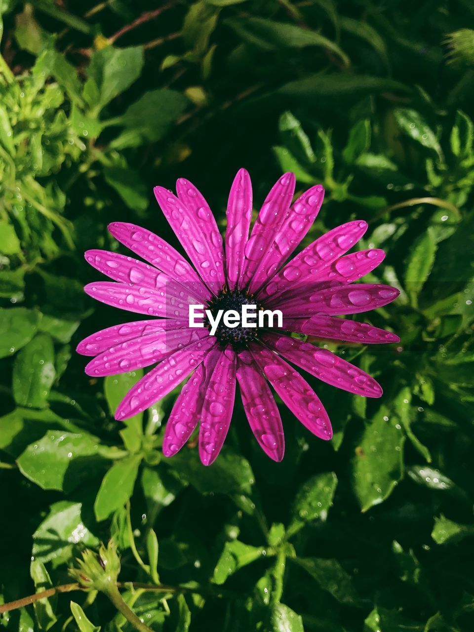 Close-up of raindrops on flower