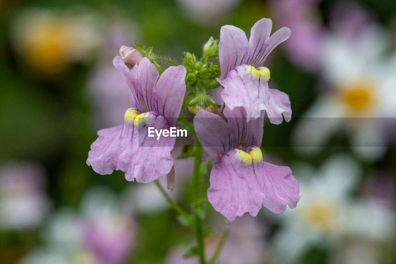 Close up of pink nemesia flowers in bloom