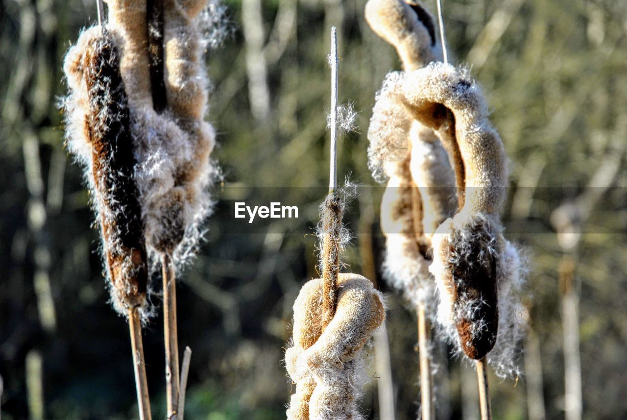 CLOSE-UP OF FROZEN PLANT ON FIELD