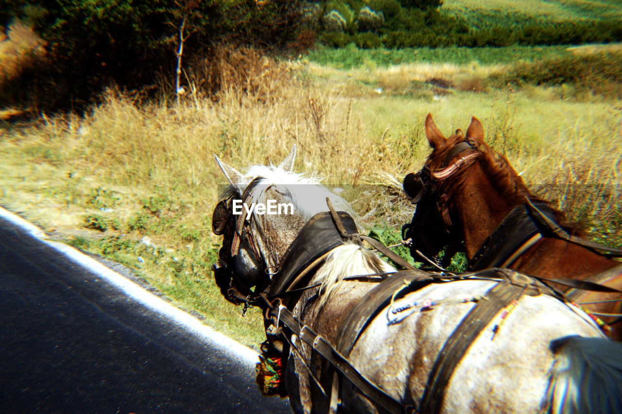 Horse cart on field