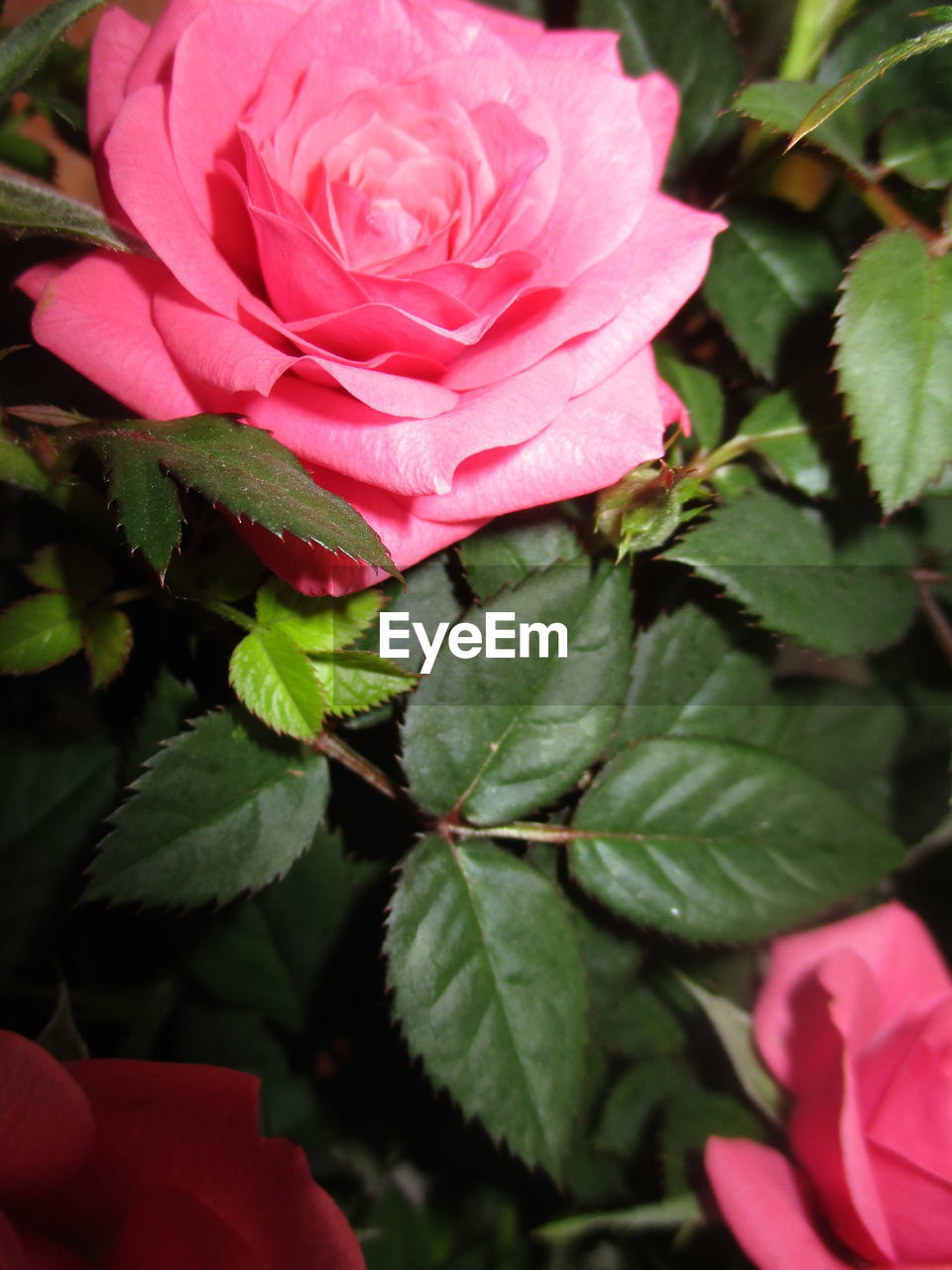 CLOSE-UP OF PINK ROSE BLOOMING OUTDOORS