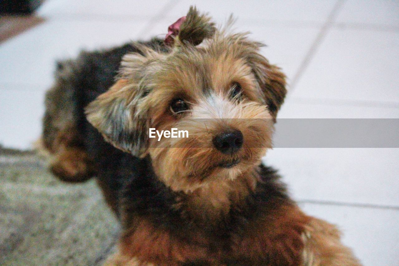 CLOSE-UP PORTRAIT OF DOG AT HOME