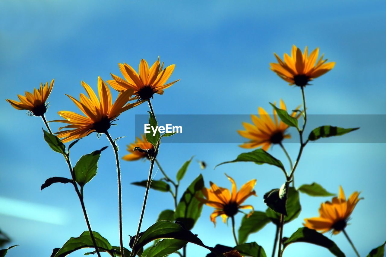 LOW ANGLE VIEW OF FLOWERING PLANT AGAINST SKY