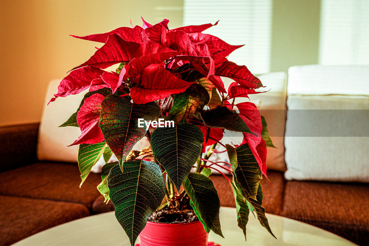 red, indoors, flower, plant, sofa, home interior, decoration, living room, nature, furniture, leaf, no people, art, holiday, domestic room, plant part, christmas decoration, christmas, celebration, pink, floristry, table, vase, close-up, floral design, beauty in nature