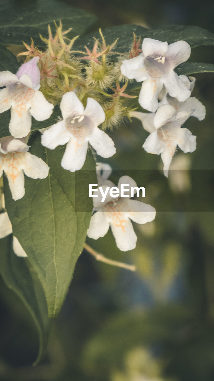 CLOSE-UP OF WHITE FLOWERS ON PLANT