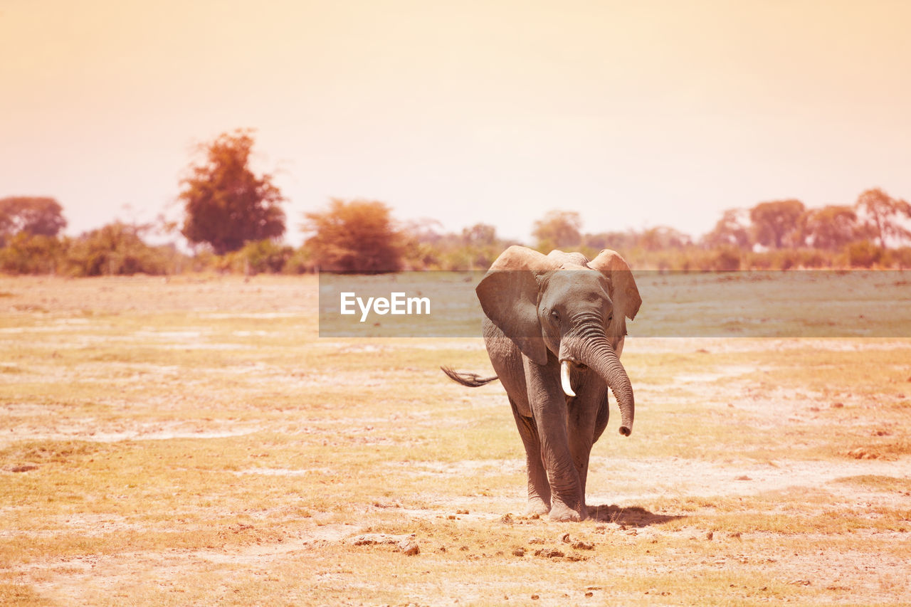 ELEPHANT STANDING ON FIELD