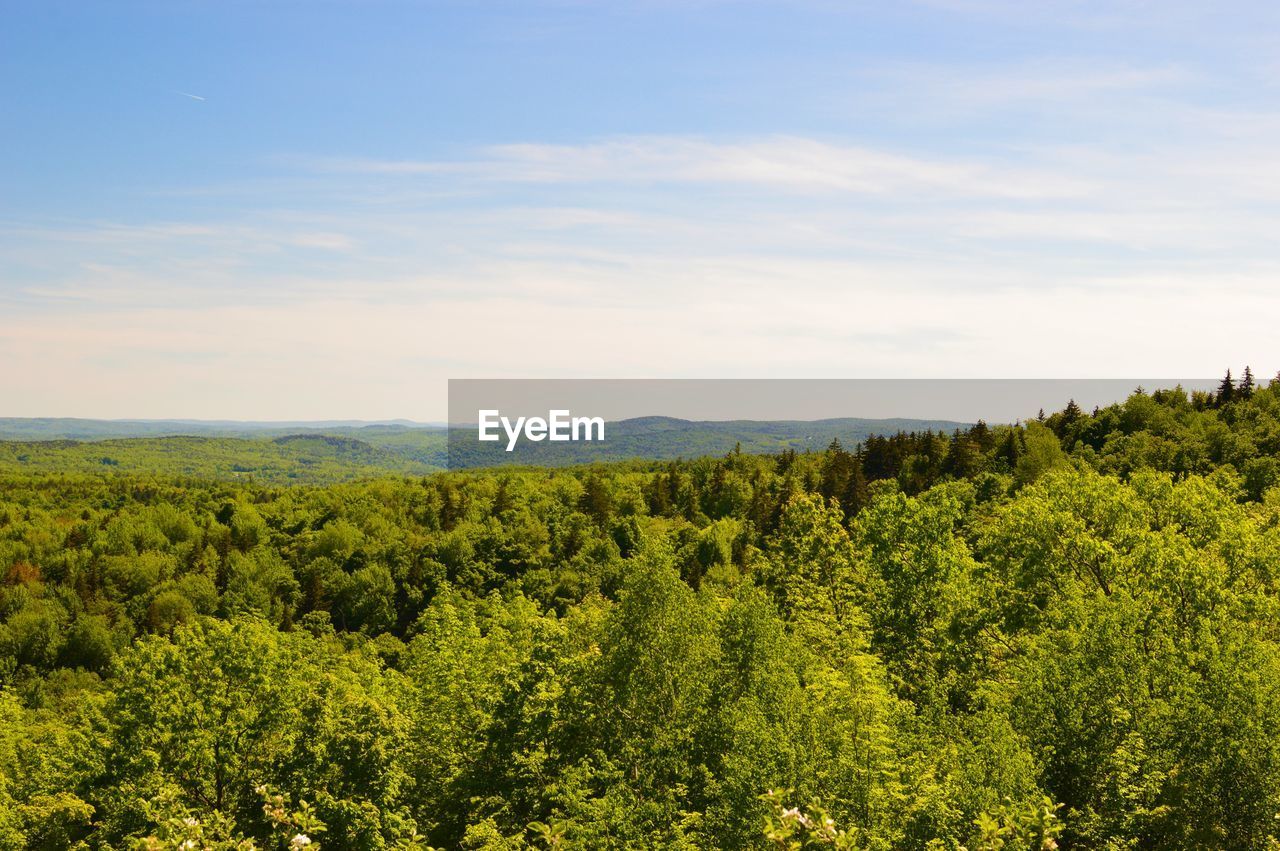 Scenic view of forest against sky