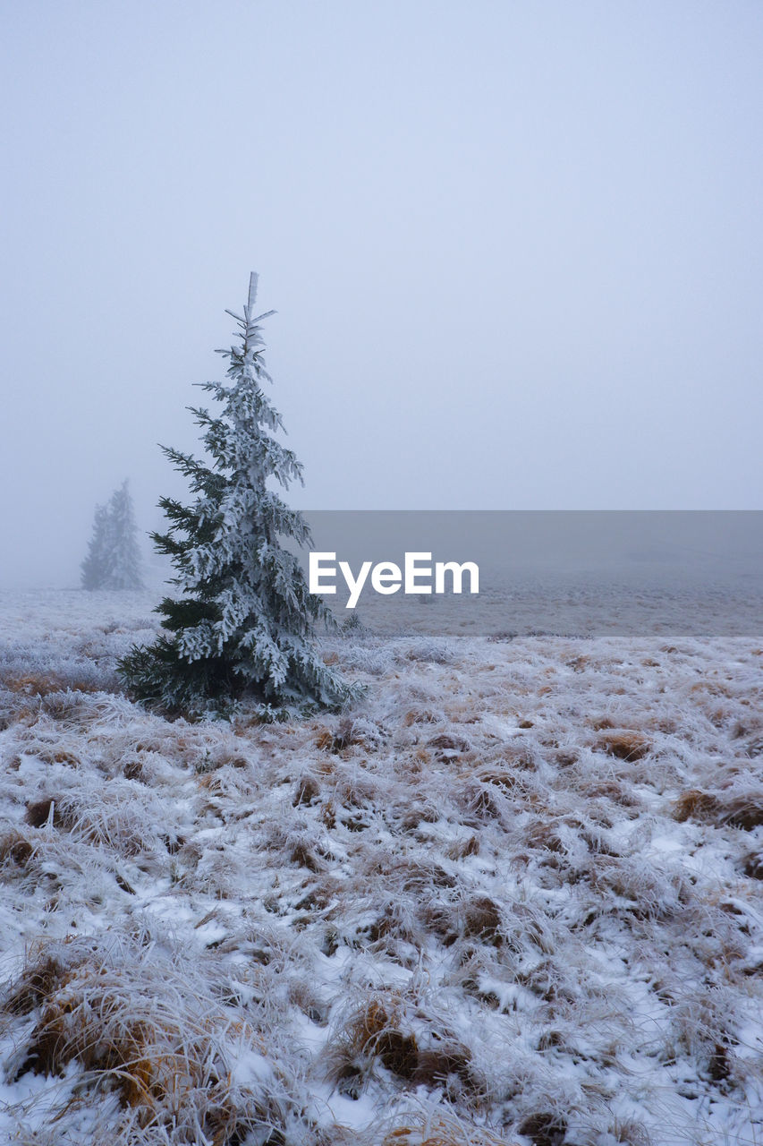 TREES ON SNOW COVERED FIELD DURING WINTER